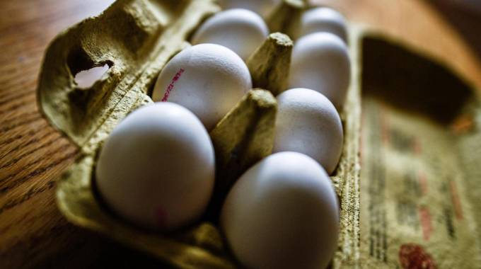 Fipronil con uova
