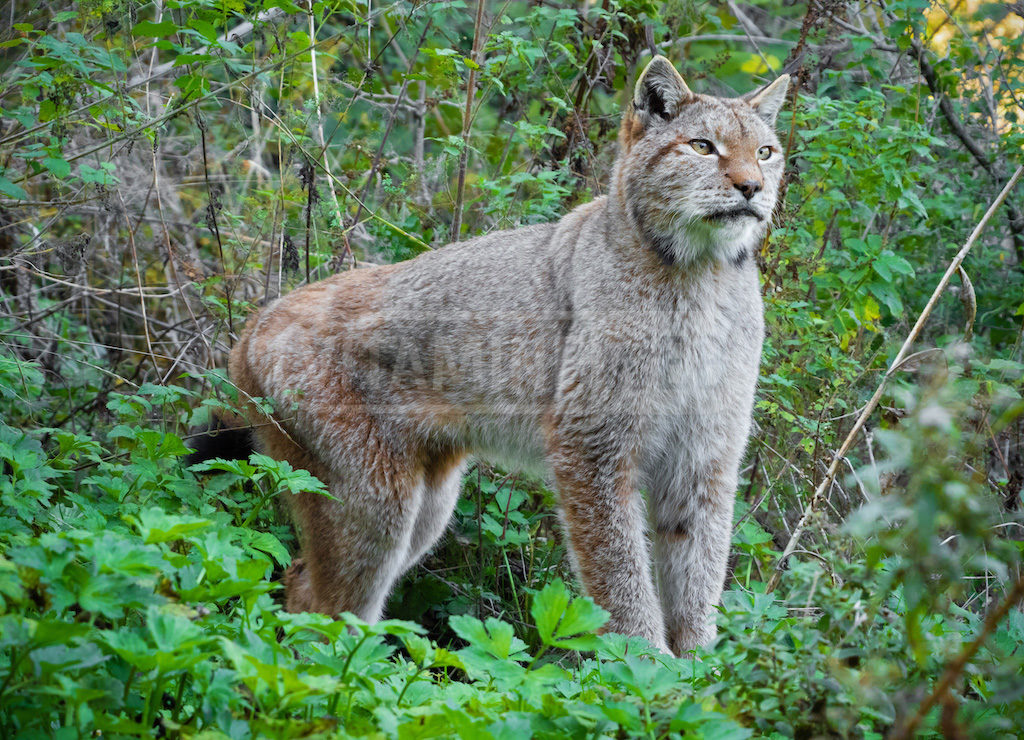 Foto di Lince italiana