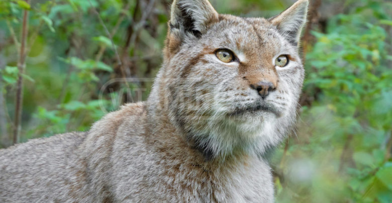 Foto in primo piano di Lince italiana