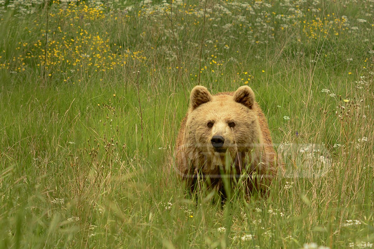 Foto di Orso Bruno Marsicano